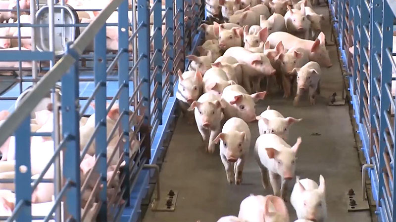 生猪养殖屠宰加工